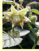 Малина садовая (Rubus idaeus L) Малина садовая (Rubus idaeus L)